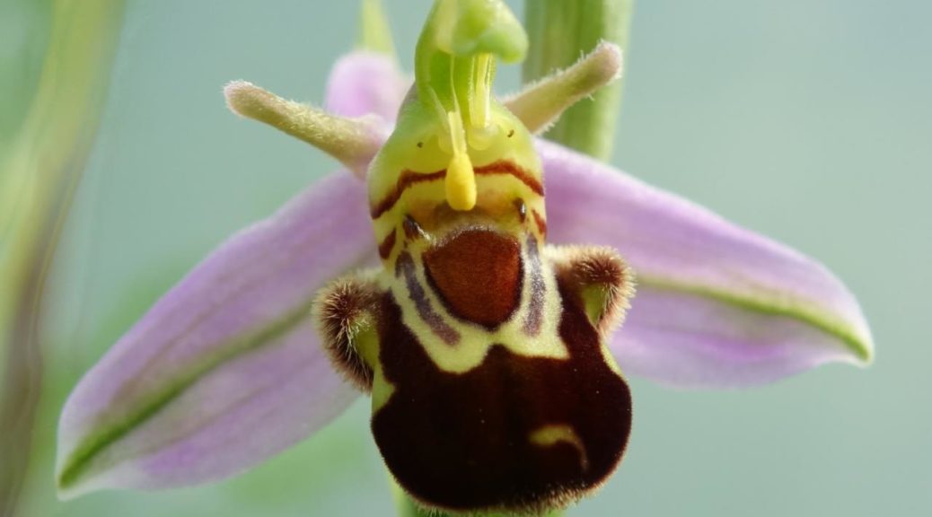 Ophrys apifera Huds., 1762 Ophrys abeille