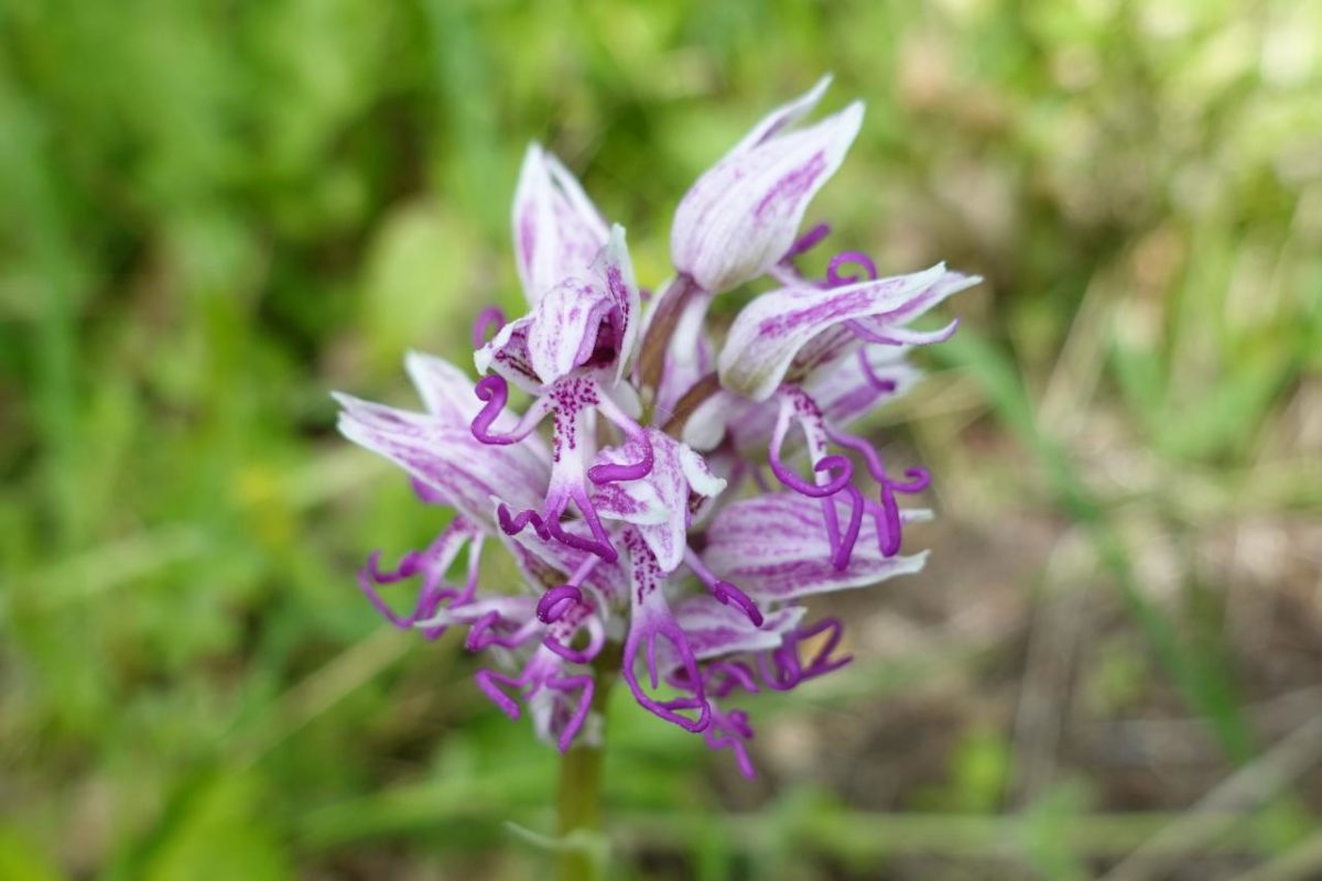  Orchis simia, Orchis singe 