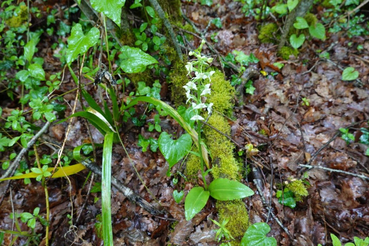 Platanthera chlorantha (Custer) Rchb., 1828 Orchis vert, orchis verdâtre, platanthère à fleurs verdâtres 