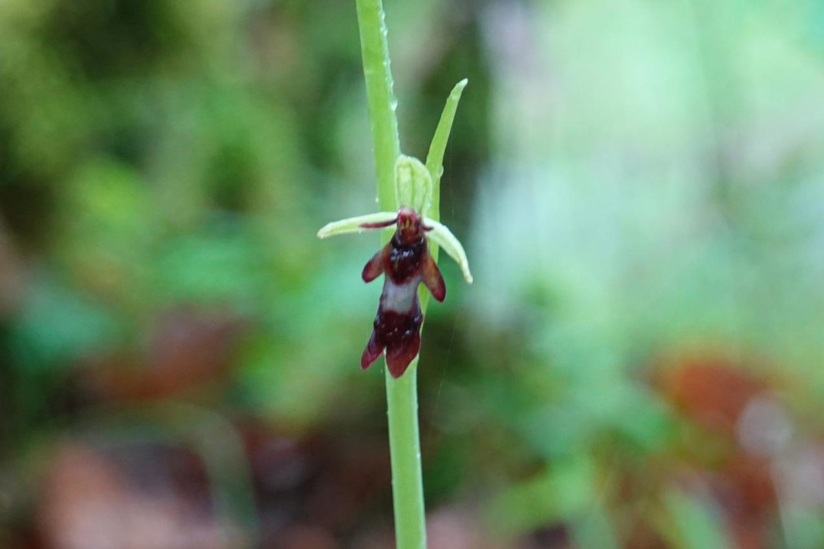  Ophrys insectifera L., 1753 Ophrys mouche 