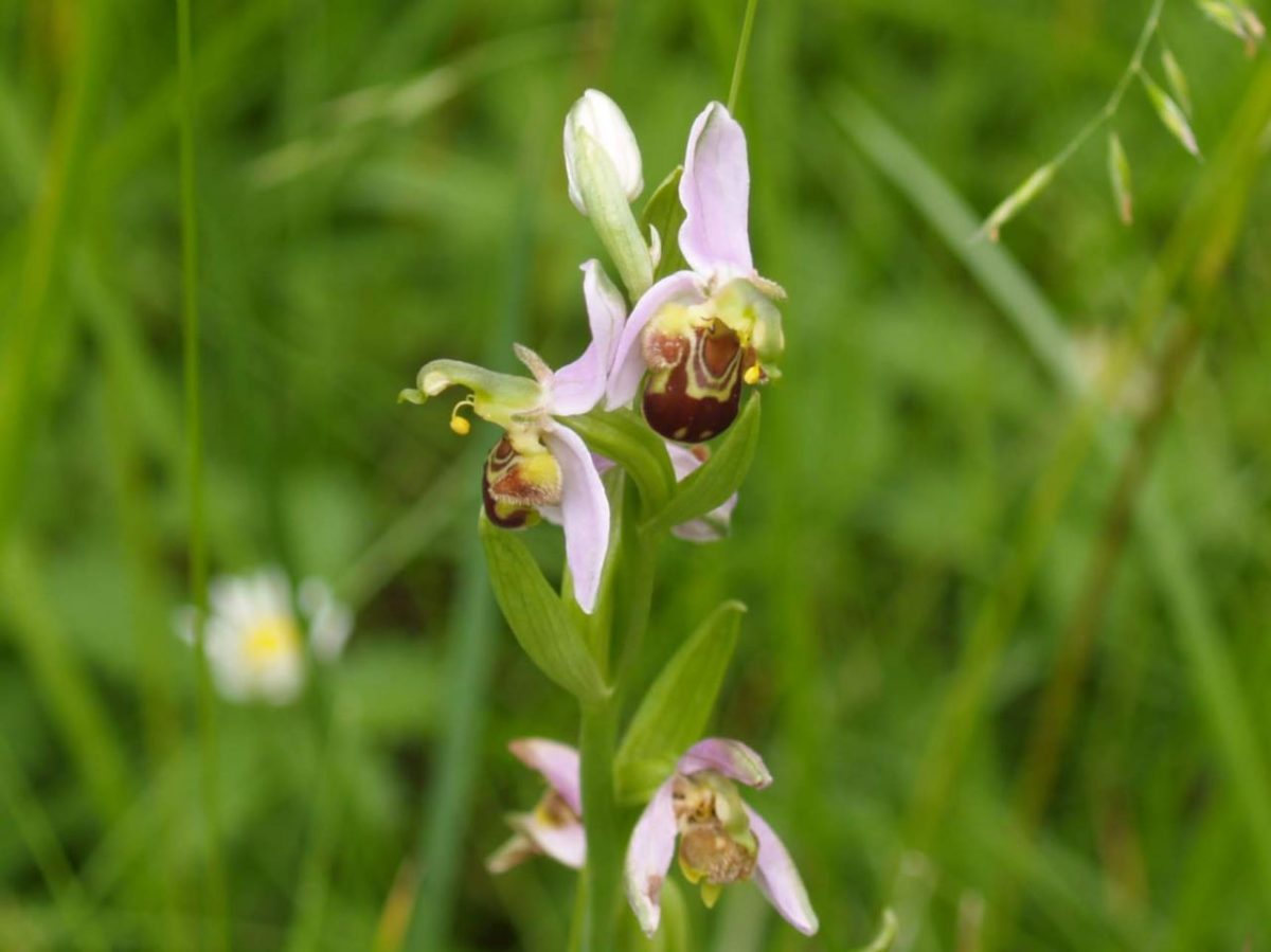  Ophrys apifera Huds., 1762 Ophrys abeille 